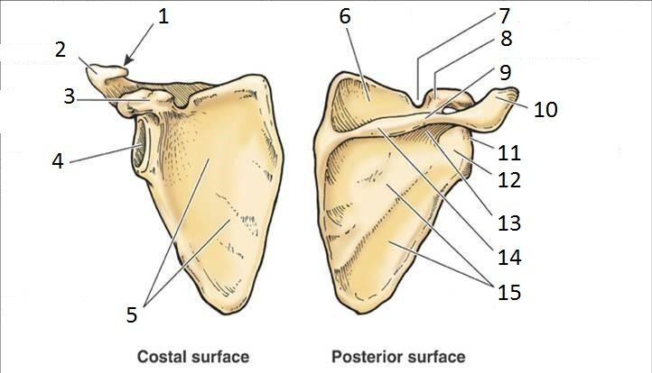 <p>scapula</p>