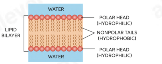 <ul><li><p><span>phospholipids are arranged so that hydrophobic, non- polar tails do not face water. Water is on both the intracellular and extracellular sides</span></p></li><li><p><span>therefore, tails point inwards, and hydrophilic heads face the aqueous medium</span></p></li></ul>