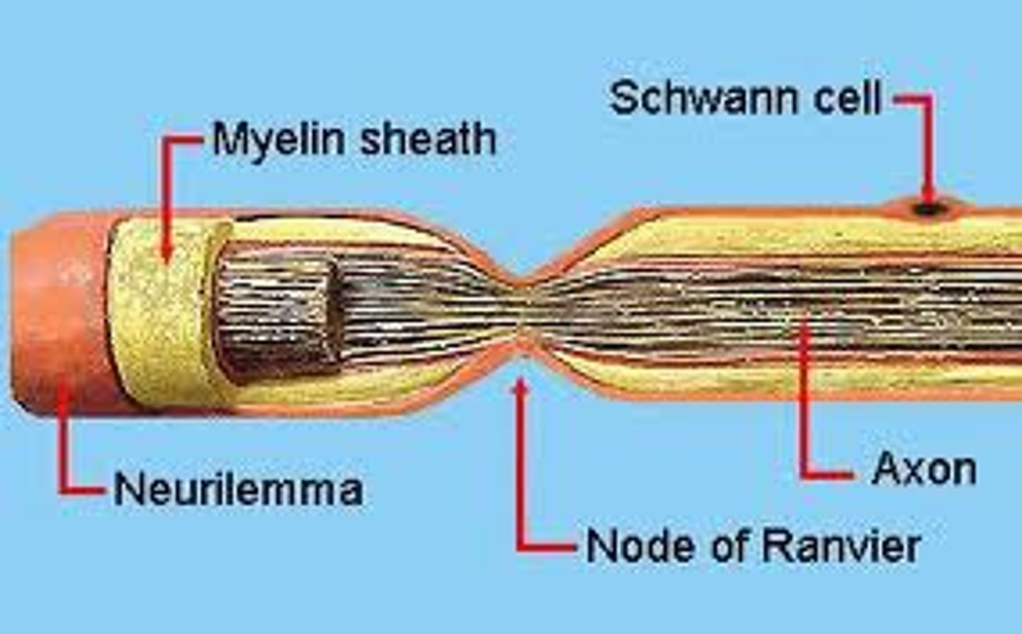 <p>A layer of cells that encases the axon.</p>