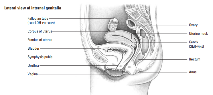 A small, firm, pear-shaped muscular organ resting between the bladder and rectum 

Lie at a 90-degree angle to the vagina