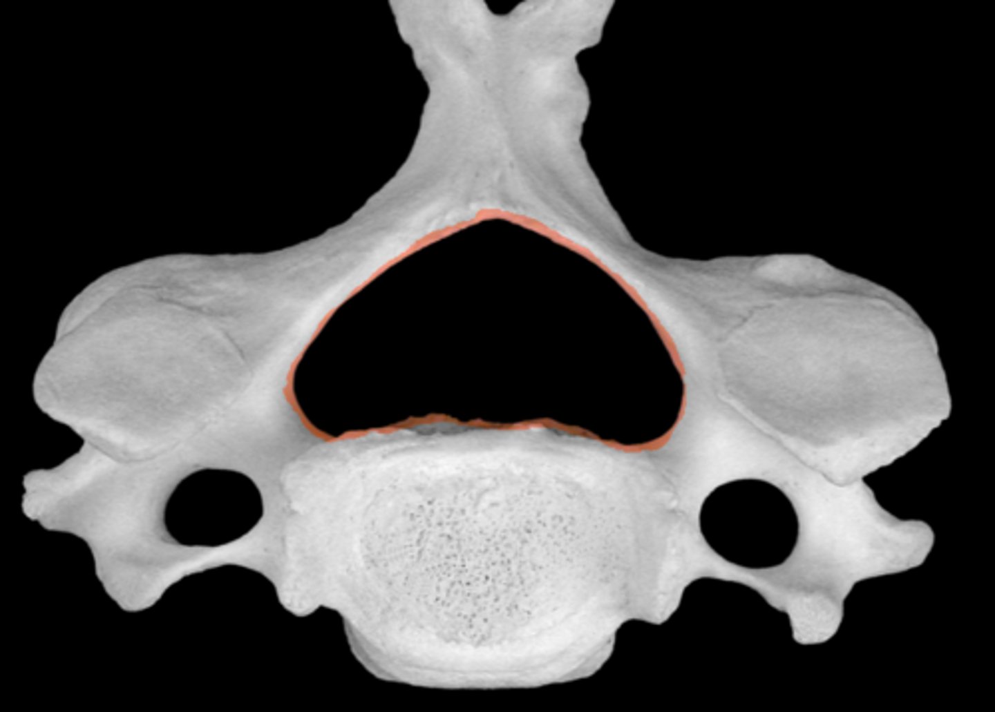 <p>houses spinal cord</p><p>stacked vertebrae stack to form vertebral canal</p>