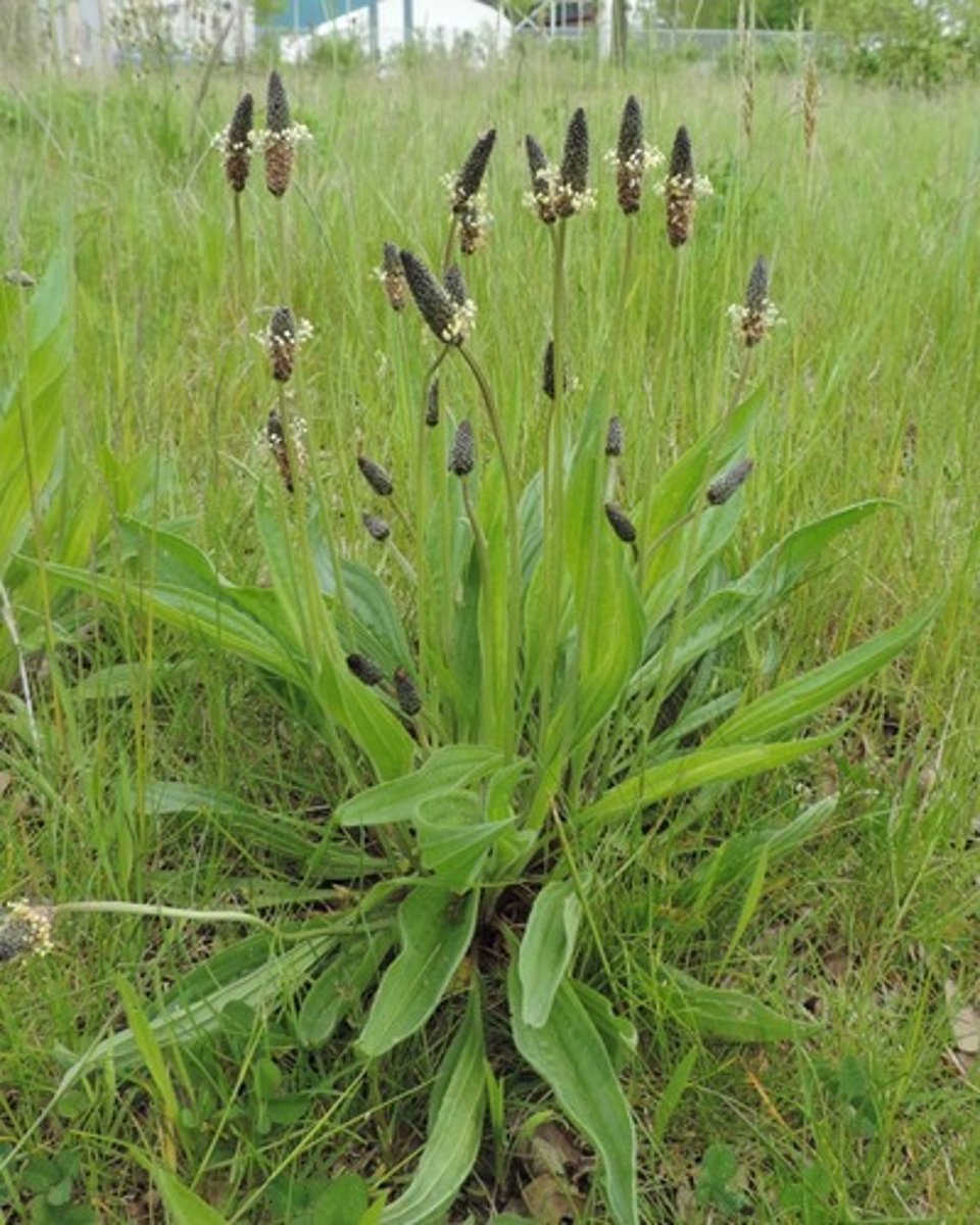 <p>Smalle weegbree</p>