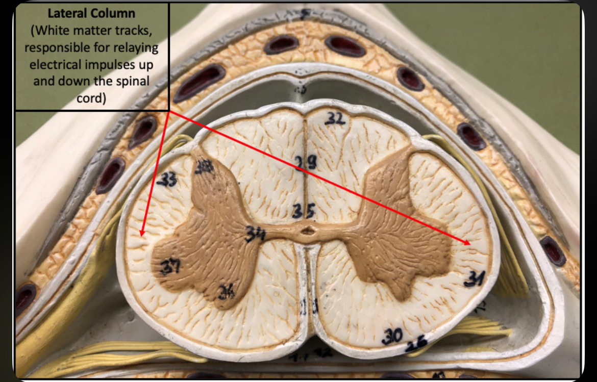<p>Lateral Column</p>