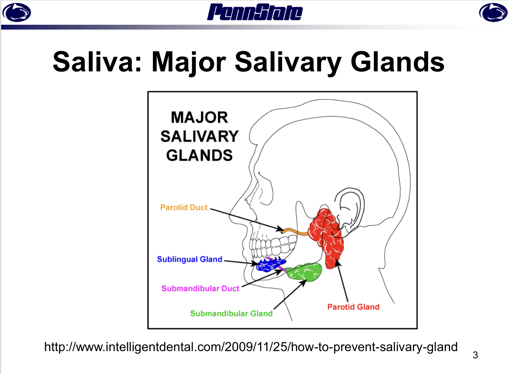 sublingual, submandibular (submaxillary), parotid 