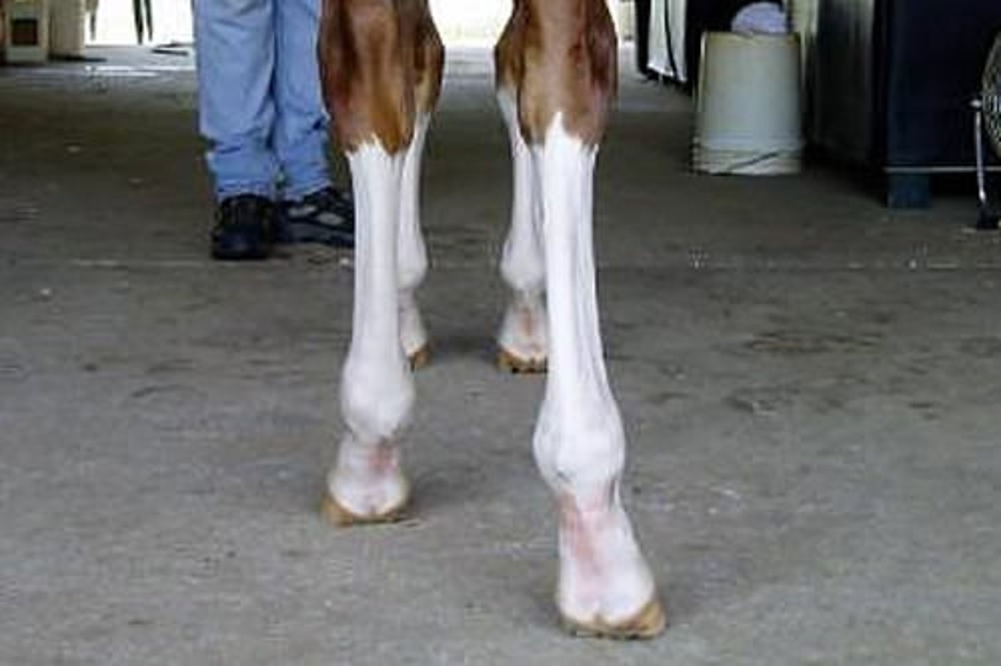 <p>foot pattern white extends from the coronet to and including the knee</p>