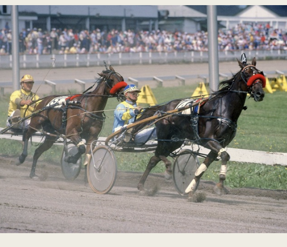 <p>American Standardbred</p>