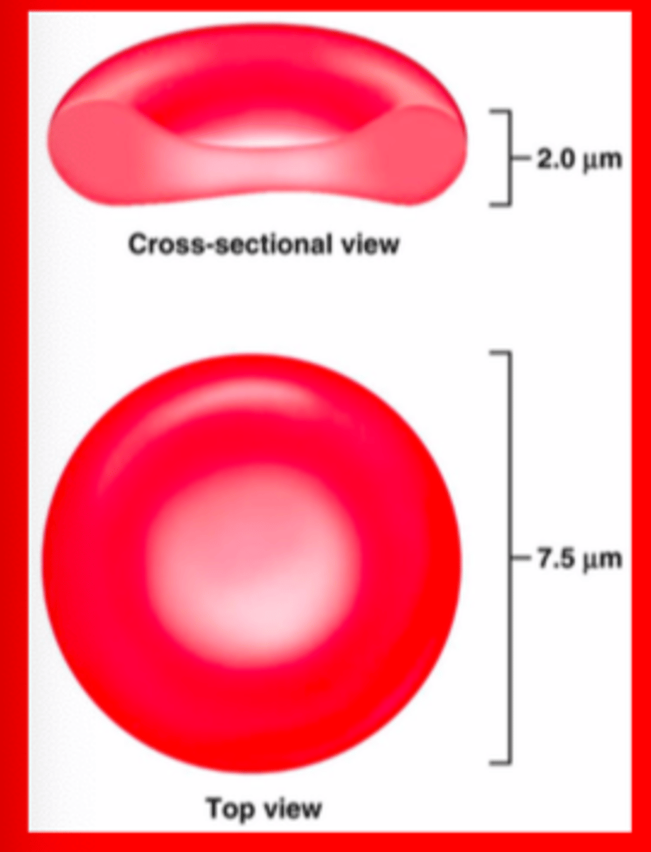 <p>• RBCs are dedicated to transport oxygen and carbon dioxide throughout the body</p>
