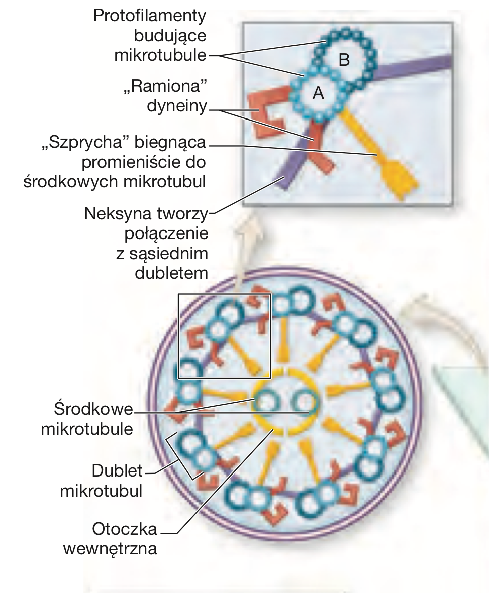 <p>Głuchota i neuropatia obwodowa</p>