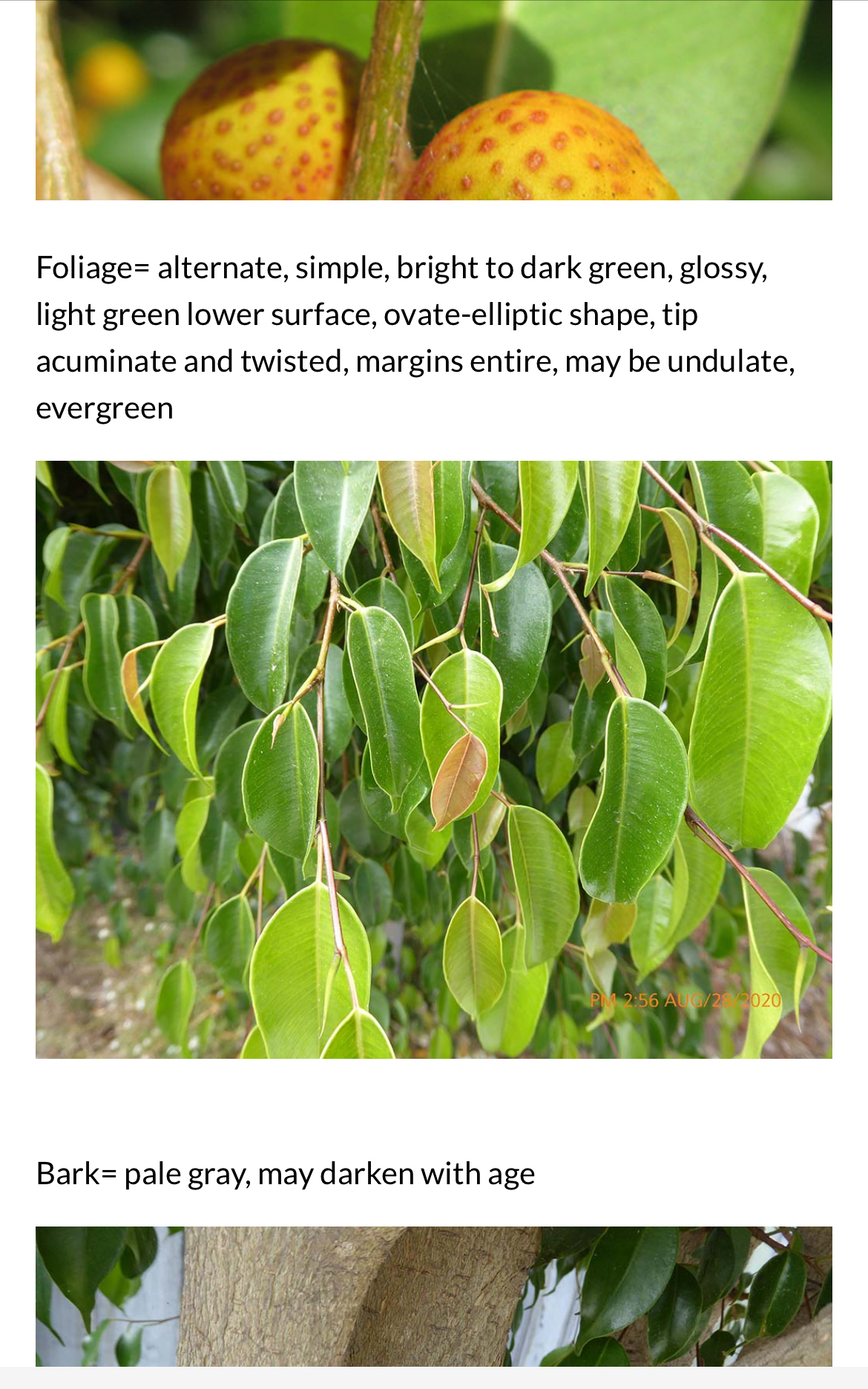 <p>Ficus benjamina</p>
