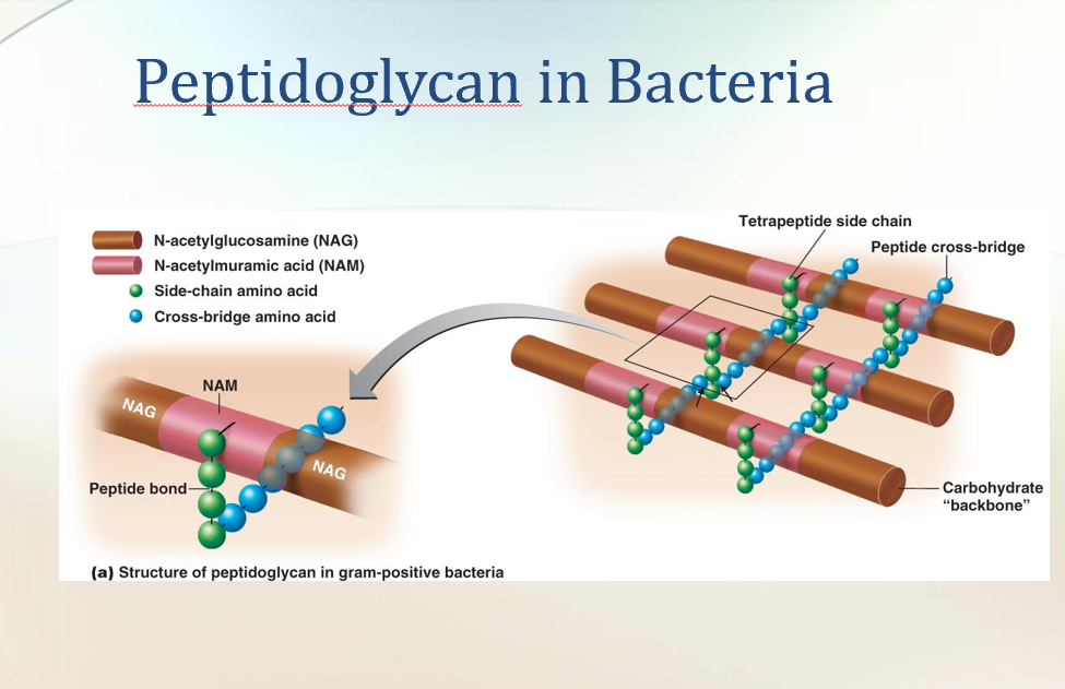 <p><strong>Gram-Positive Cell Walls</strong> </p><ul><li><p><strong>Thick peptidoglycan</strong> layer (many layers → rigid wall).</p></li><li><p>Have <strong>teichoic acids</strong>:</p><ul><li><p><strong>Lipoteichoic acid</strong> → spans PG and attaches to plasma membrane.</p></li><li><p><strong>Wall teichoic acid</strong> → linked only to PG.</p></li></ul></li><li><p>Functions of teichoic acids:</p><ul><li><p>Bind/regulate movement of cations (positive ions).</p></li><li><p>Help in cell growth.</p></li><li><p>Prevent cell wall breakdown/lysis.</p></li><li><p>Provide <strong>antigenic specificity</strong> (used to ID bacteria).</p></li></ul></li><li><p>Example: Gram-positive streptococci → wall polysaccharides used for medical typing.</p></li></ul><p> </p><div data-type="horizontalRule"><hr></div><p> <span data-name="bricks" data-type="emoji">🧱</span> <strong>Gram-Negative Cell Walls</strong> </p><ul><li><p><strong>Thin peptidoglycan</strong> (only 1–2 layers).</p></li><li><p>Surrounded by an <strong>outer membrane</strong> made of:</p><ul><li><p><strong>Lipopolysaccharides (LPS)</strong></p></li><li><p><strong>Lipoproteins</strong></p></li><li><p><strong>Phospholipids</strong></p></li></ul></li><li><p><strong>Periplasmic space</strong> → between plasma membrane &amp; outer membrane.</p><ul><li><p>Contains degradative enzymes &amp; transport proteins.</p></li></ul></li><li><p><strong>No teichoic acids</strong>.</p></li><li><p>Because PG is thin → more easily broken mechanically.</p></li></ul><p> </p><div data-type="horizontalRule"><hr></div><p> <span data-name="lock" data-type="emoji">🔒</span> <strong>Functions of the Outer Membrane (Gram-negative only)</strong> </p><ul><li><p>Protects against:</p><ul><li><p>Phagocytosis (immune attack).</p></li><li><p>Complement system (immune proteins).</p></li><li><p>Detergents, heavy metals, bile salts, dyes, antibiotics (like penicillin), and lysozyme.</p></li></ul></li><li><p>Still allows nutrients in via <strong>porins</strong> (channel proteins).</p><ul><li><p>Let in nucleotides, sugars, peptides, amino acids, vitamin B12, iron.</p></li></ul></li></ul><p> </p><div data-type="horizontalRule"><hr></div><p> <span data-name="warning" data-type="emoji">⚠</span> <strong>Lipopolysaccharide (LPS) structure (Gram-negative only)</strong> </p><ol><li><p><strong>Lipid A</strong></p><ul><li><p>Embedded in outer membrane.</p></li><li><p>Released when bacteria die → acts as an <strong>endotoxin</strong> (causes fever, shock).</p></li></ul></li><li><p><strong>Core polysaccharide</strong></p><ul><li><p>Provides structural stability.</p></li></ul></li><li><p><strong>O polysaccharide</strong></p><ul><li><p>Outer part; functions as an <strong>antigen</strong> → helps identify different Gram-negative species.</p></li></ul></li></ol><p> </p><div data-type="horizontalRule"><hr></div><p> </p><p><span data-name="point_right" data-type="emoji">👉</span> <strong>Super simple comparison:</strong></p><p> </p><table style="min-width: 75px;"><colgroup><col style="min-width: 25px;"><col style="min-width: 25px;"><col style="min-width: 25px;"></colgroup><tbody><tr><th colspan="1" rowspan="1"><p>Feature</p></th><th colspan="1" rowspan="1"><p>Gram-Positive</p></th><th colspan="1" rowspan="1"><p>Gram-Negative</p></th></tr><tr><td colspan="1" rowspan="1"><p>Peptidoglycan</p></td><td colspan="1" rowspan="1"><p>Thick (many layers)</p></td><td colspan="1" rowspan="1"><p>Thin (1–2 layers)</p></td></tr><tr><td colspan="1" rowspan="1"><p>Teichoic acids</p></td><td colspan="1" rowspan="1"><p>Present (lipoteichoic &amp; wall)</p></td><td colspan="1" rowspan="1"><p>Absent</p></td></tr><tr><td colspan="1" rowspan="1"><p>Outer membrane</p></td><td colspan="1" rowspan="1"><p>No</p></td><td colspan="1" rowspan="1"><p>Yes (LPS, lipoproteins, phospholipids)</p></td></tr><tr><td colspan="1" rowspan="1"><p>Periplasm</p></td><td colspan="1" rowspan="1"><p>Small</p></td><td colspan="1" rowspan="1"><p>Large, with enzymes &amp; transport proteins</p></td></tr><tr><td colspan="1" rowspan="1"><p>Resistance</p></td><td colspan="1" rowspan="1"><p>More sensitive to penicillin</p></td><td colspan="1" rowspan="1"><p>More resistant (outer membrane barrier)</p></td></tr><tr><td colspan="1" rowspan="1"><p>Toxins</p></td><td colspan="1" rowspan="1"><p>Exotoxins (proteins)</p></td><td colspan="1" rowspan="1"><p>Endotoxin (Lipid A of LPS)</p></td></tr><tr><td colspan="1" rowspan="1"><p>Example diseases</p></td><td colspan="1" rowspan="1"><p>Strep throat, anthrax</p></td><td colspan="1" rowspan="1"><p>E. coli infections, Salmonella</p></td></tr></tbody></table><p></p>
