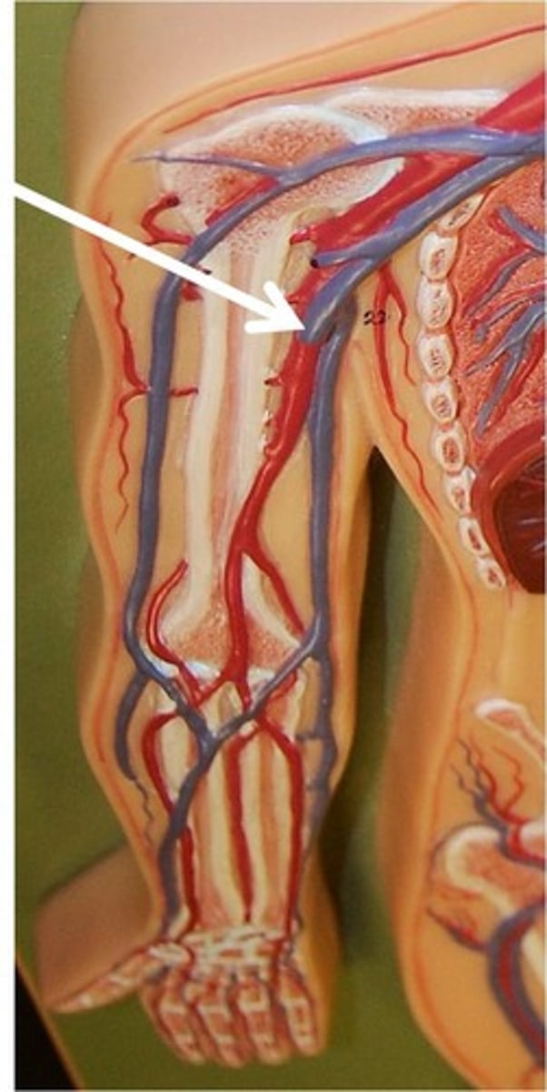 <p>veins following the course of the brachial artery and joining with the basilic vein to form the axillary vein</p>