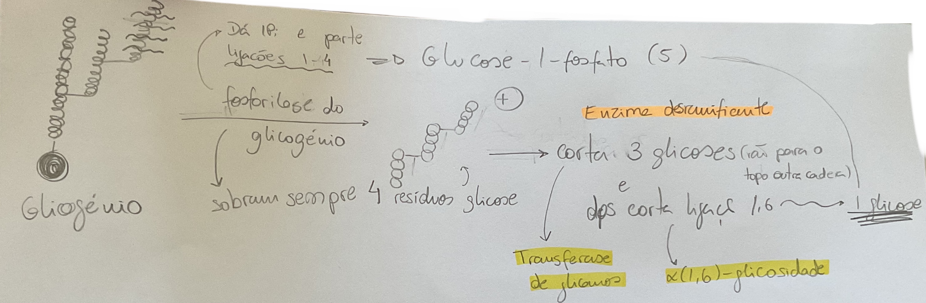 <p>1- hidrolise das ligacoes 1-4 até certo ponto onde a enzima ja não consegue mais (fosforilase do glicogénio) → formação de glucose-1-fosfato (x5)</p><p>2- Enzima desramificante move os ramos de ligações 1-4 (para outra enzima poder cortar) e quebra ligações 1-6 → formação de glicose (x1)</p>