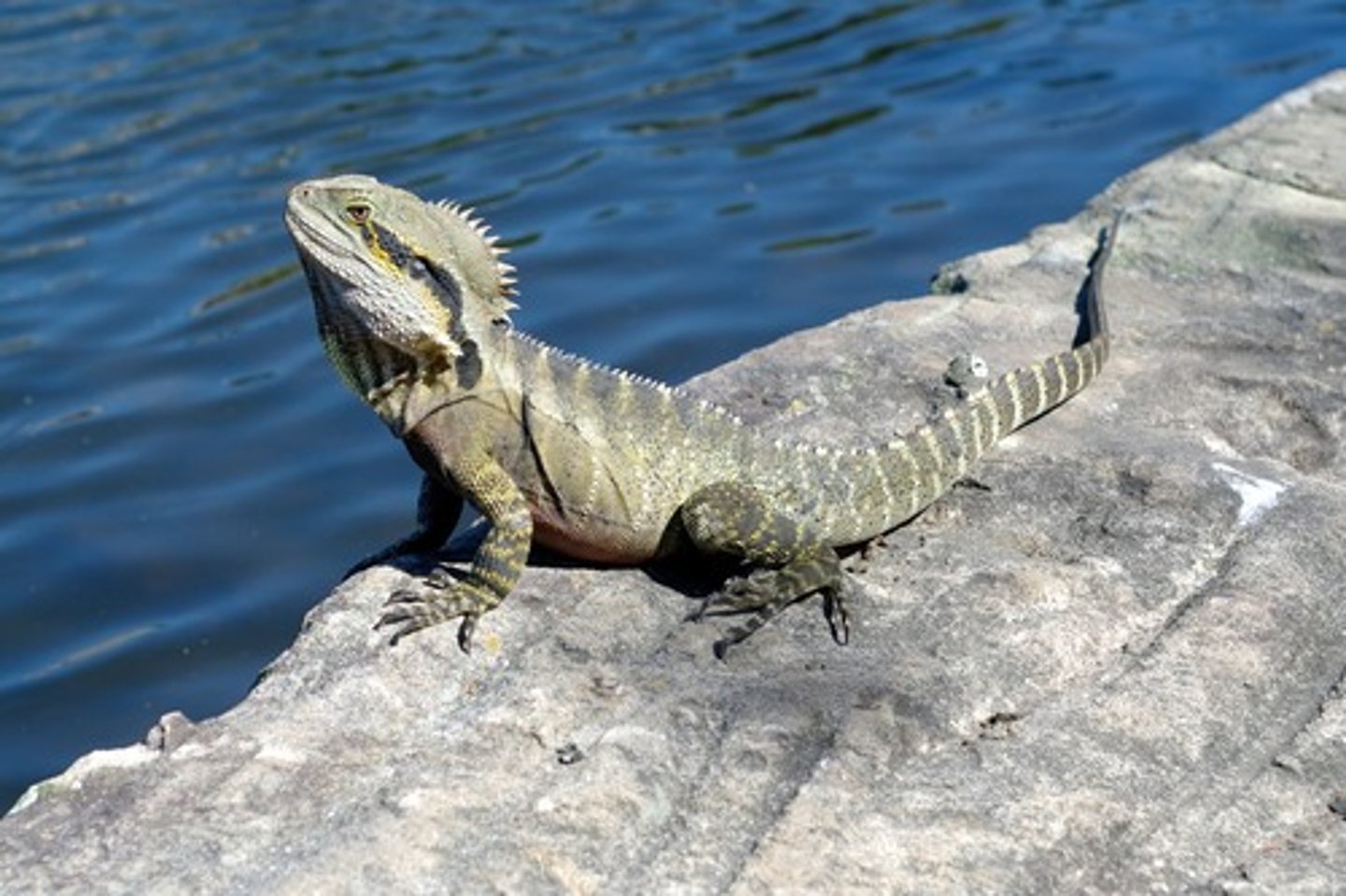 <p>By using the environment around them such as a cold rock or being directly under the sun</p>