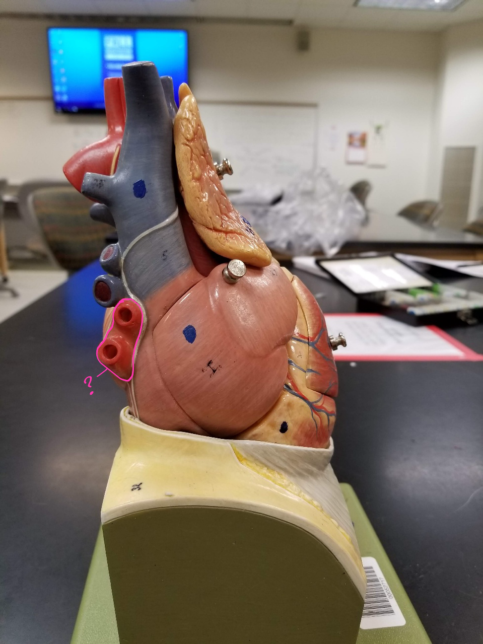 <p>what is outlined in pink? (<span><span>carry the oxygenated blood from the lungs into the left atrium of the heart)</span></span></p>