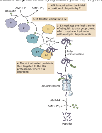 <p>example of signal transduction </p><p>ubiquitination </p>