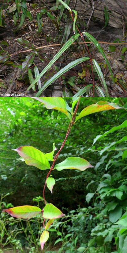 <p>This is the same plant species</p><p>True or False</p>