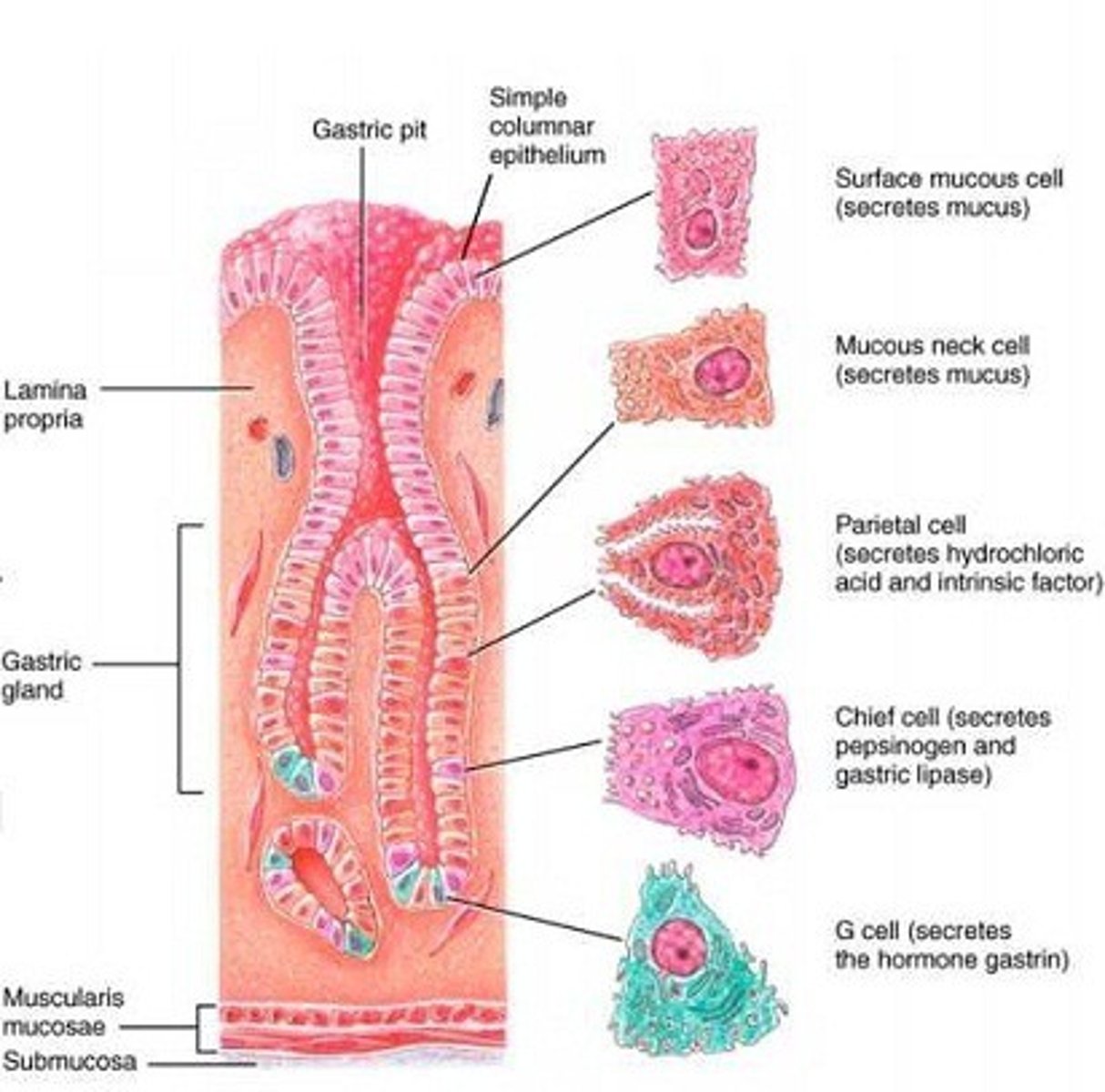 <p>An enzyme present in gastric juice that begins the hydrolysis of proteins</p>