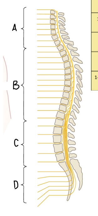 <p>which nerves are in group B?</p>