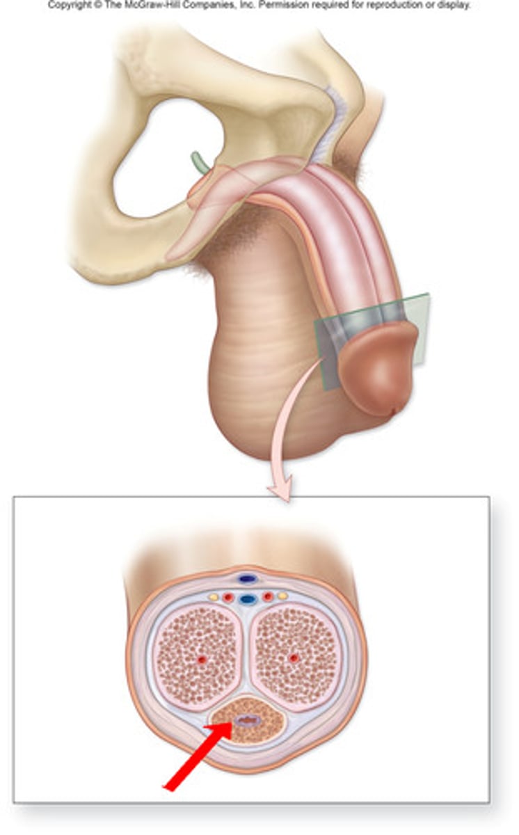 <p>surrounds urethra and expands to form glans and bulb</p>