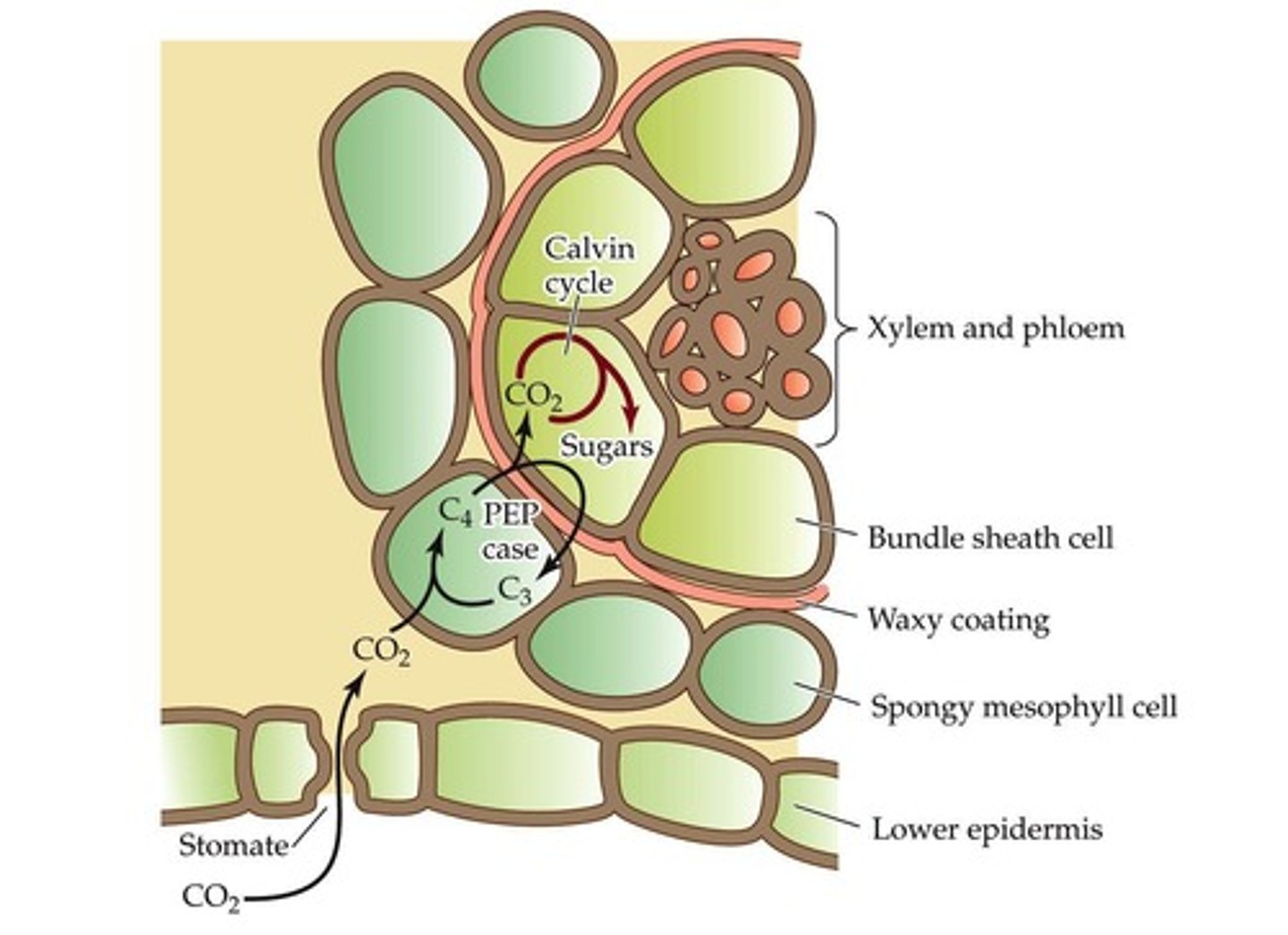 <p>C3 plants fix CO2 directly, C4 plants separate CO2 fixation and the Calvin cycle spatially, and CAM plants fix CO2 at night.</p>