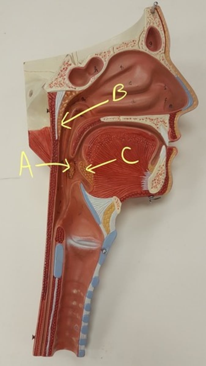 <p>B</p>