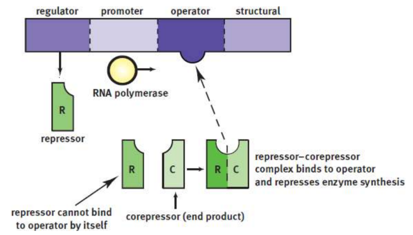 <p>allow constant production of a protein product; repressor made by the regulator gene is inactive until it binds to a corepressor; often engative feedback</p>