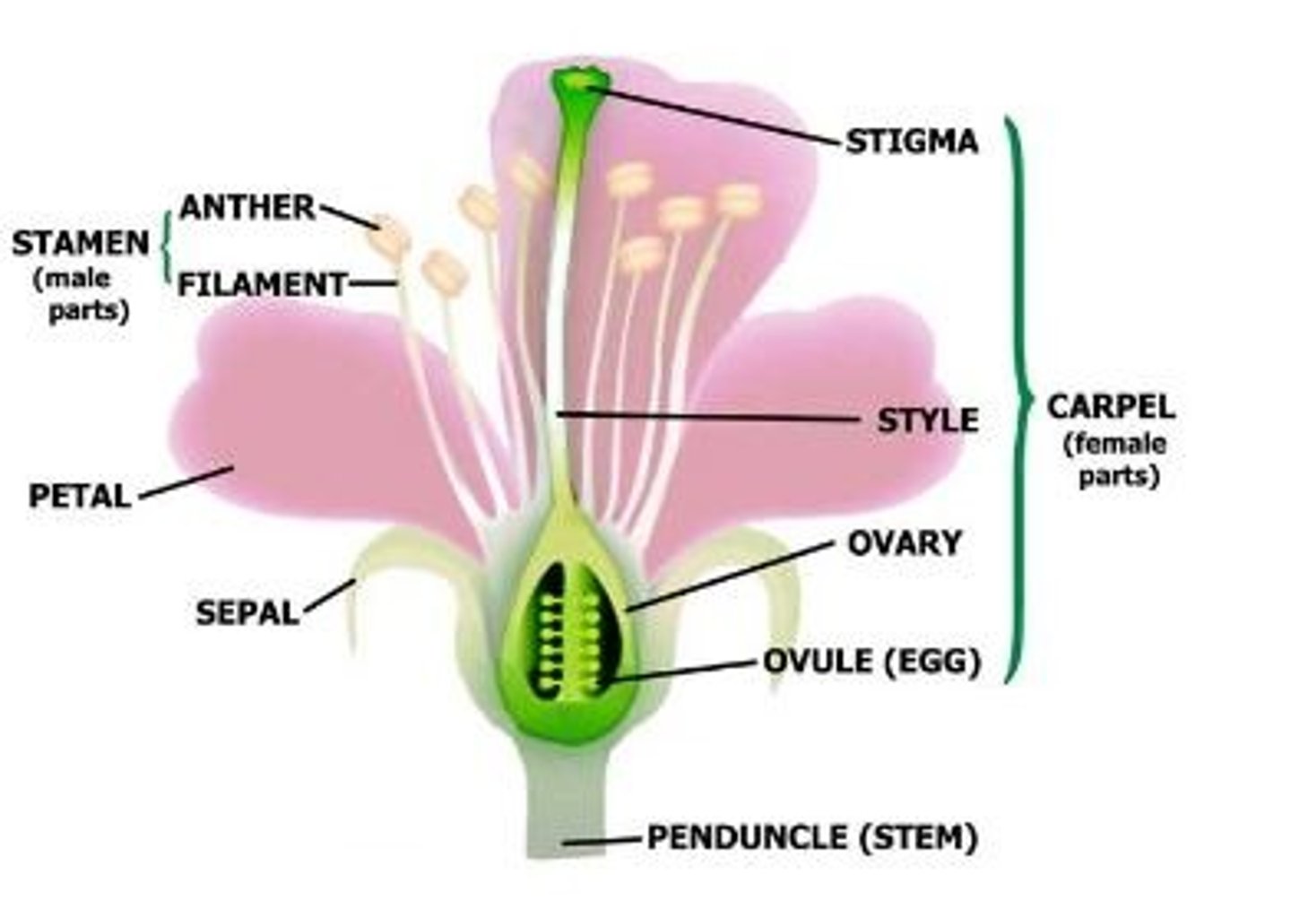 <p>Reproductive structure of the plant</p>