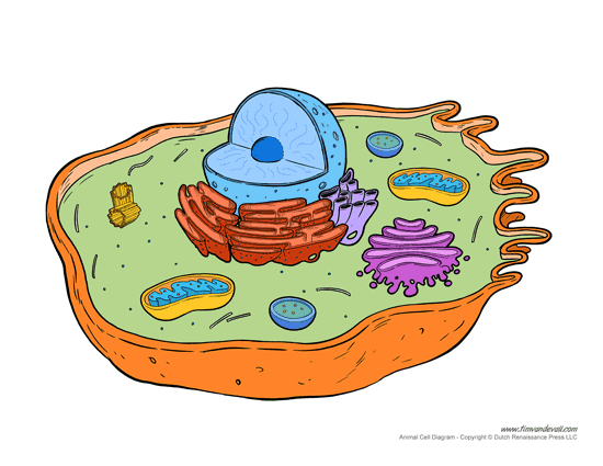 <p>What is this red organelle called and what is its function?&nbsp;</p>