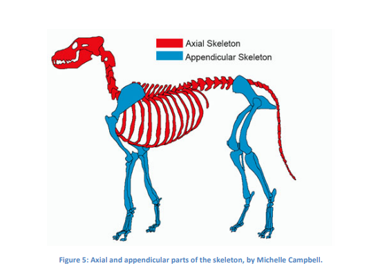<p>Axial and appendicular locomotion</p>