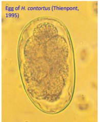 <p>Haemonchus Contortus AKA Barber’s Pole</p><p>Abomasum cattle</p><p>Eggs: Long egg w/parallel sides</p><p><span style="font-family: Calibri, sans-serif;"><strong><span>Path:</span></strong><span> Fatal anaemia, sudden death in heavy infections</span></span></p><p>bottle jaw, anaemia, ascites, red-brown abomasum, Dx (Cattle)</p><p>Dx: FAMACHA, Haemostix/Dipstix</p><p></p>