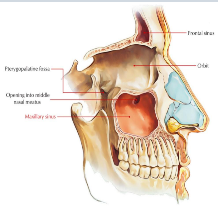<p>what are the sup, inf, post, and medial borders of the maxillary sinus</p>