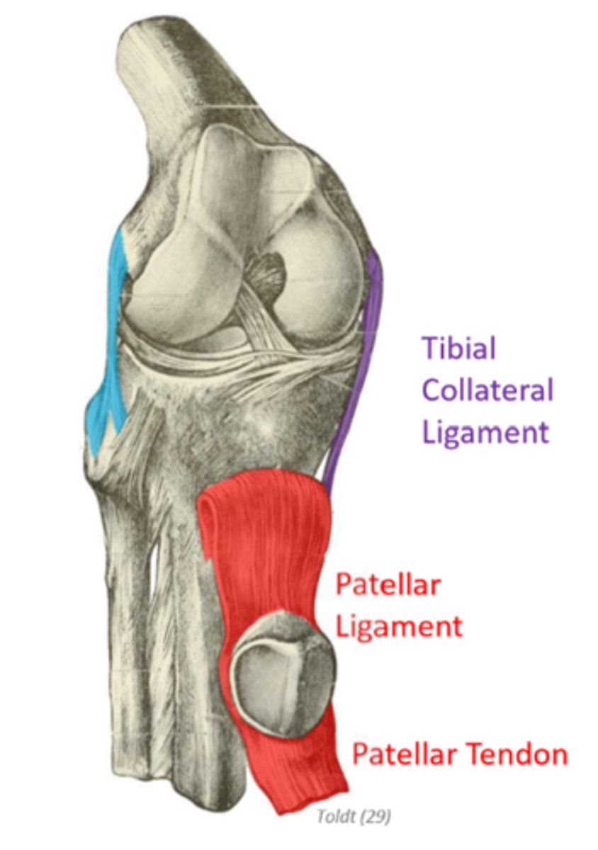 <p>continuation of the patellar/quadriceps tendon beyond the patella</p><p>inserts on tibial tuberosity</p>