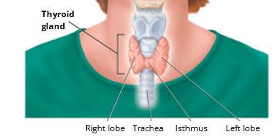 <ul><li><p class="">Found <strong>just below the larynx</strong> (voice box)</p></li><li><p class="">Sits <strong>on top of the trachea</strong> (windpipe)</p></li></ul><p></p>