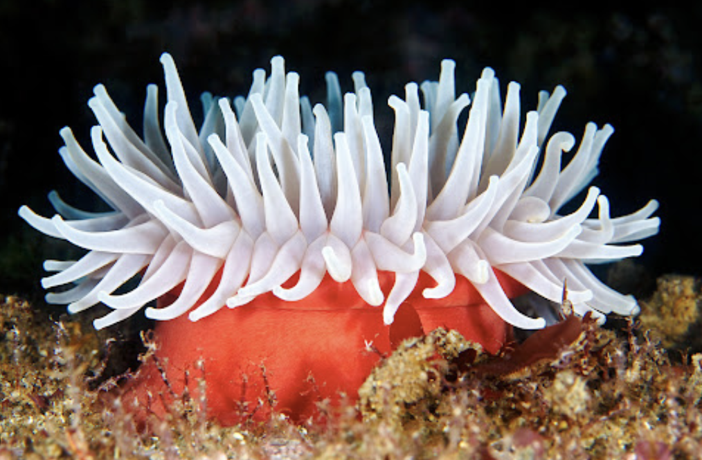 <ul><li><p>phylum: cnidaria </p></li><li><p>only one polyp stage </p></li></ul><p></p>