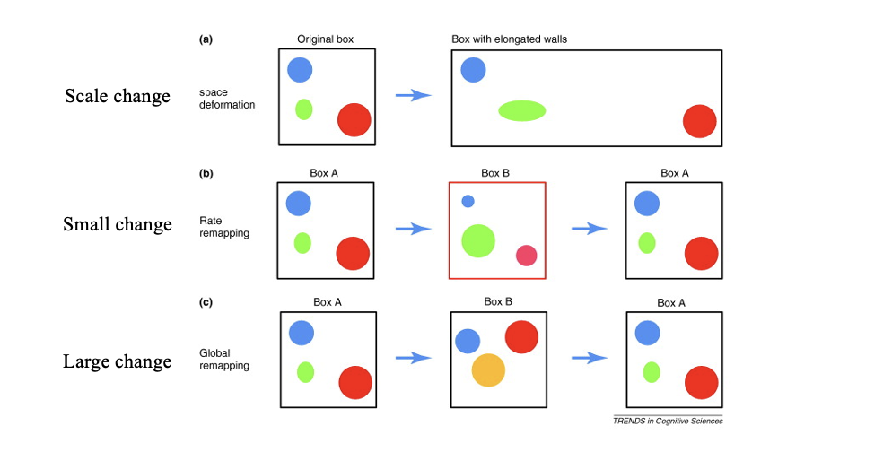 <p>what does it take to get place cells to change their firing?</p><ul><li><p>scale change: changes the scale of representation; cells will fire at the same locations relative to each other, but the scale will change</p></li><li><p>small change/rate remapping: change color of the box, cause cells to fire in same location, but at diff rates</p></li><li><p>large change/global remapping: completely swap out all features of the box, put it in a diff room w/ diff sensory cues; position that the neurons fire in completely change</p></li></ul><p></p>