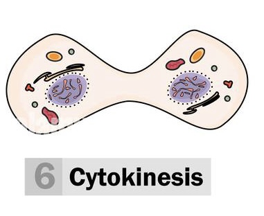 <p>Cytokinesis</p>