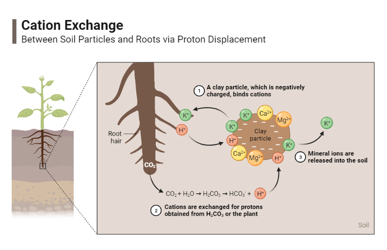 <ul><li><p>CO2 from roots is released and mixes with H2O to form carbonic acid </p></li><li><p>clay particles uptake H+ from carbonic acid and exchanges for a K ion that is given back to the root</p></li></ul><p></p>