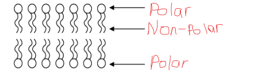 composition of cell membrane, two layers of phospholipids arranged tail-to-tail
