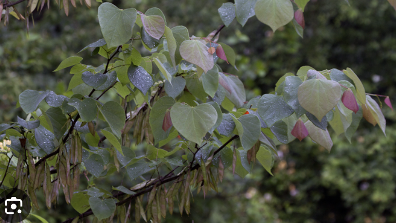 <p>eastern redbud</p>