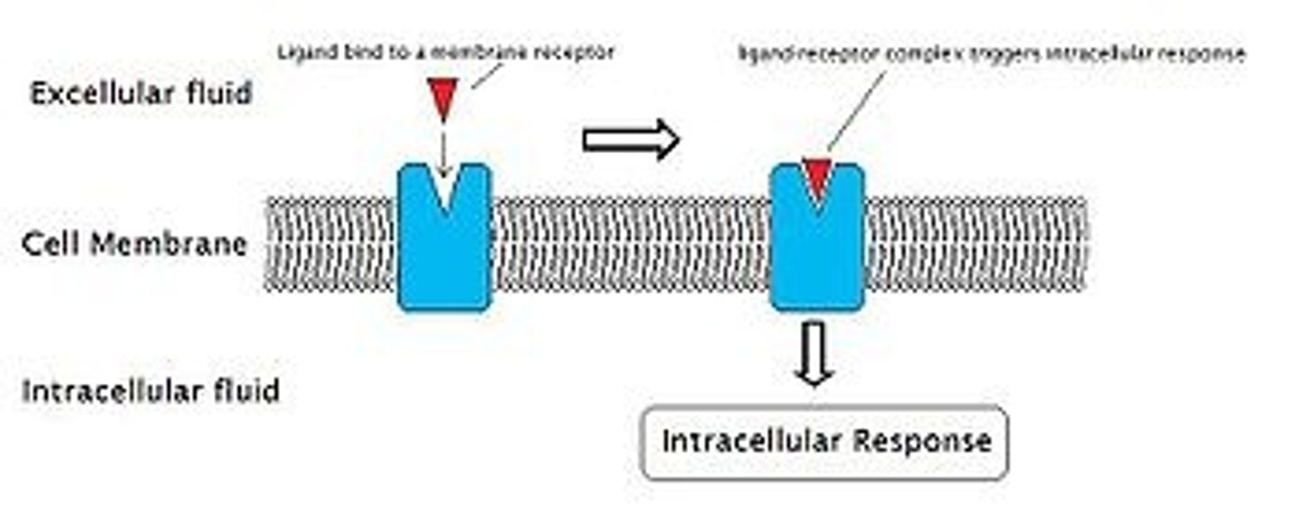 <p>If Membrane Receptors were Embedded Proteins, then they either would not be able to bind the extracellular signal or would not be able to have any interactions with the inside of the cell.</p><p>In other words, an effective Membrane Receptor must both be able to interact with both the extra- and intra-cellular environments!</p>