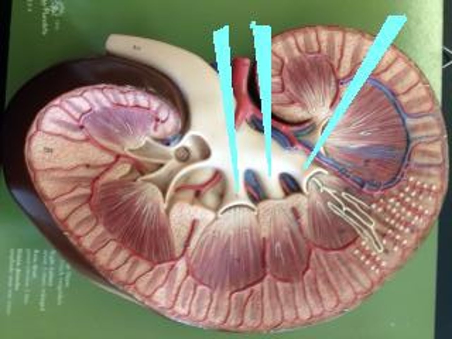 <p>Identify this urinary system structure.</p>