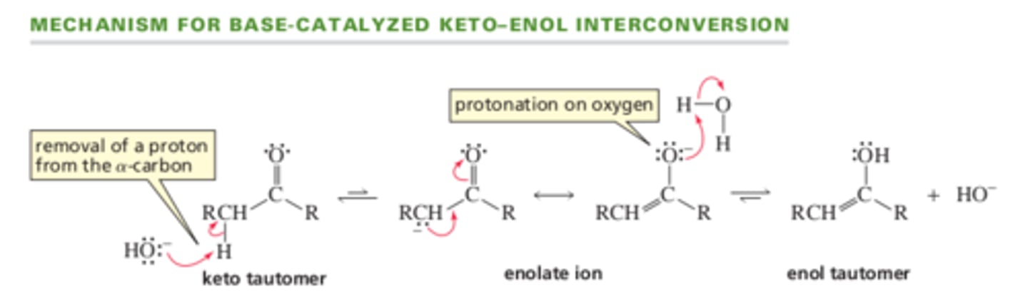 <p>(Hydroxide ion removes proton from the alpha carbon of the keto tautomer, forming an anion called an enolate ion. The enolate ion has 2 resonance contributors. Protonating the oxygen forms the enol tautomer)</p>