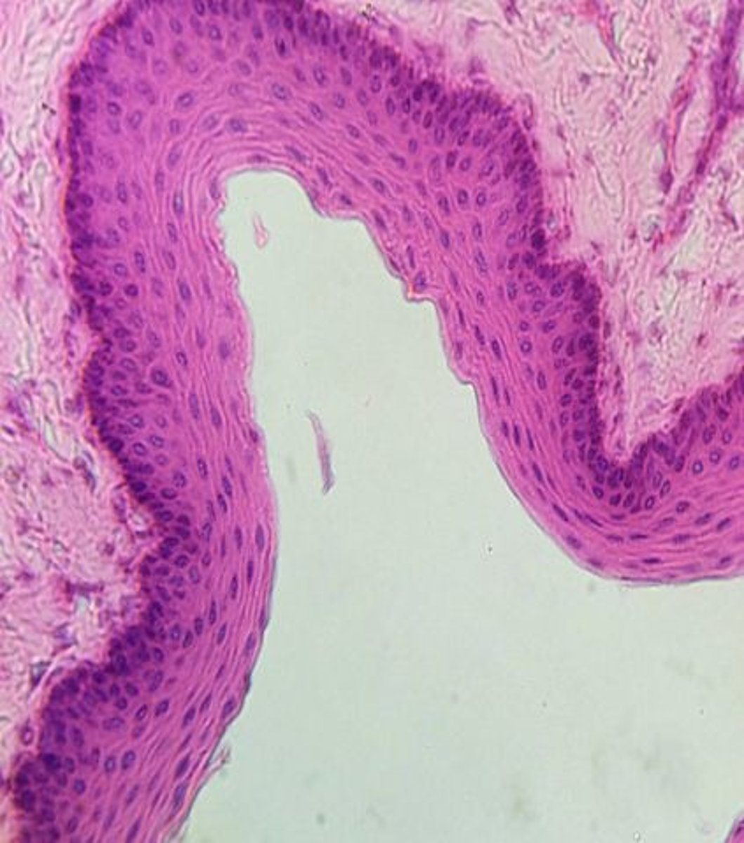 <p>Identify the tissue.</p>