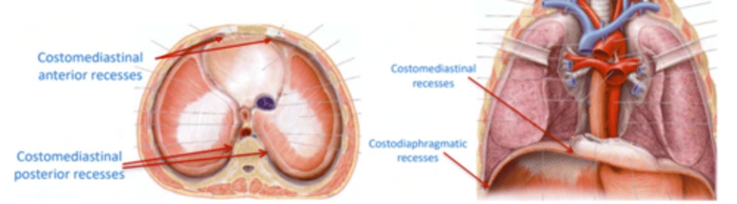 <p>- Costodiaphragmatic recess. Most clinically important</p><p>- Costomediastinal recesses</p>