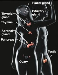 <p>glands secrete hormones that regulate processes such as growth, reproduction and nutrient use (metabolism) by body cells</p>