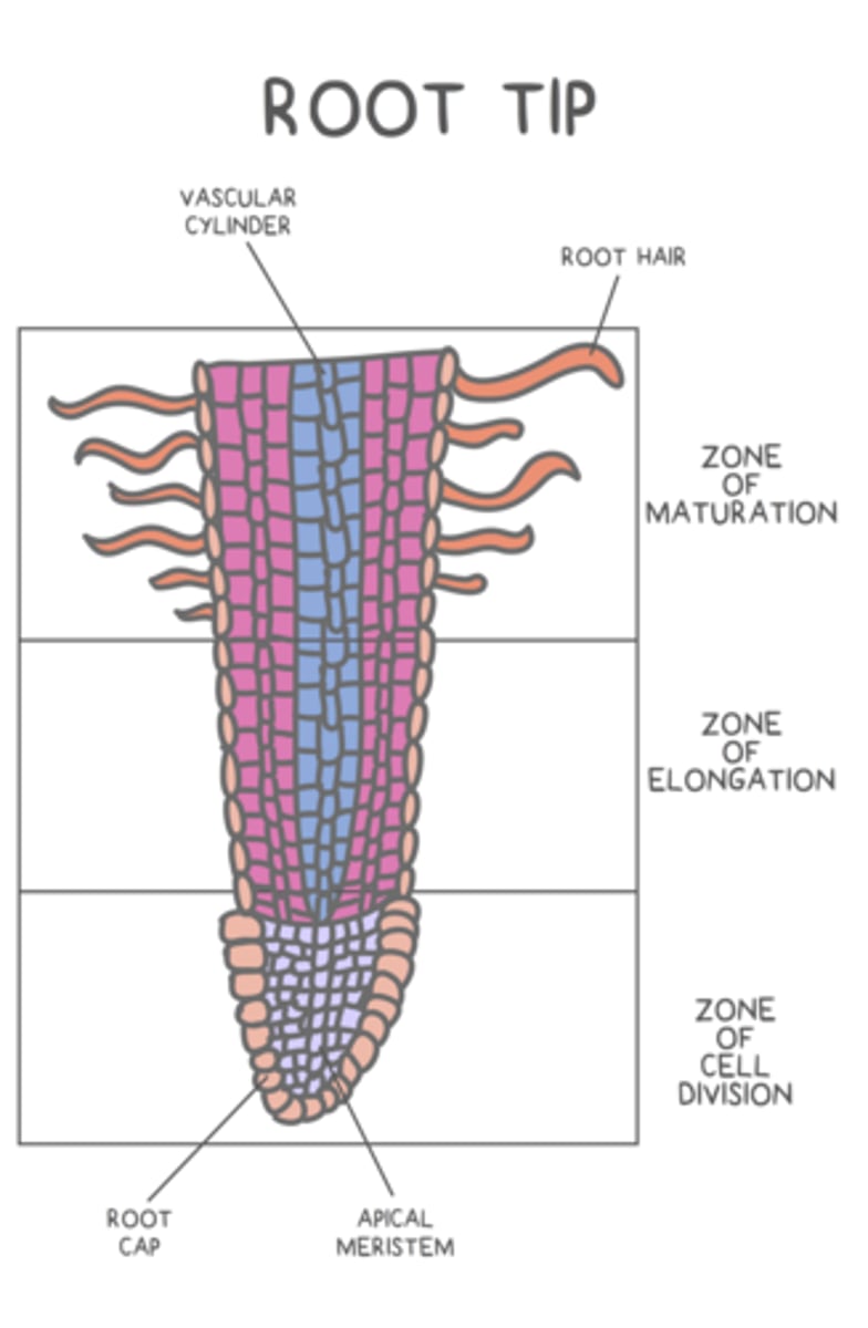 <p>zone of division; zone of elongation; zone of maturation</p>