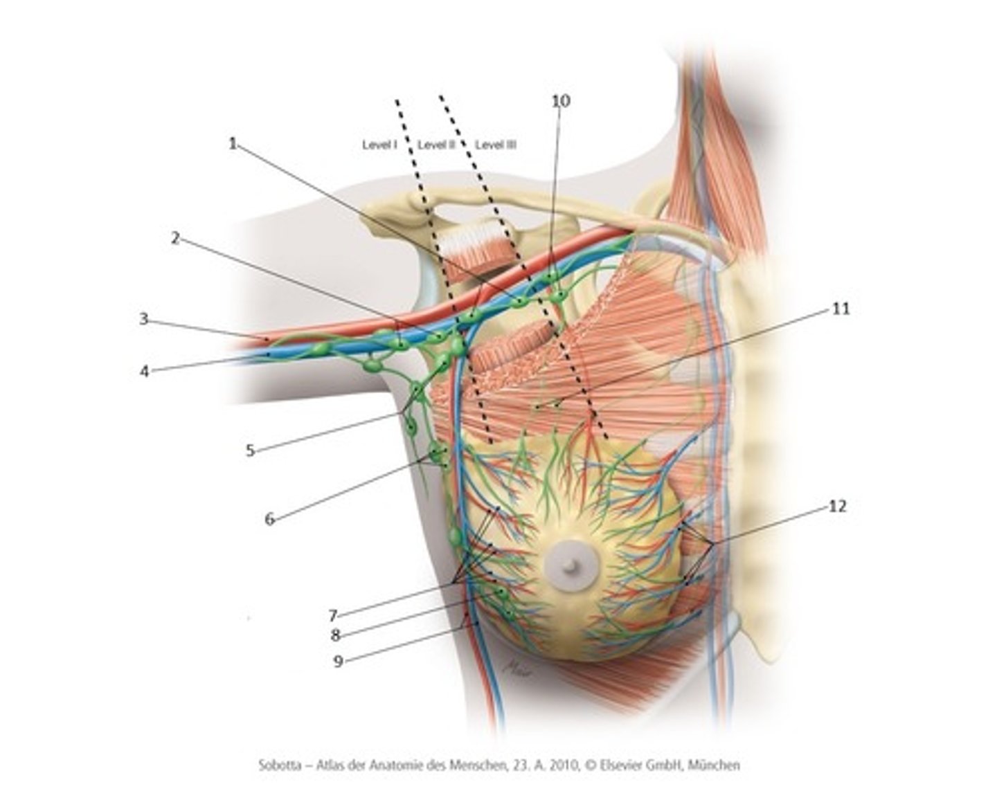 <p>10,1,2,5,6 functie: filteren lymfevocht en verwijderen afvalproducten.</p><p>drainage: De oksellymfeklieren ontvangen lymfatisch vocht uit de bovenste ledematen, borstwand en borstweefsel. Ze helpen overtollig vocht, afvalproducten en celresten uit deze gebieden af ​​te voeren, waardoor de vochtbalans in het lichaam behouden blijft.</p>