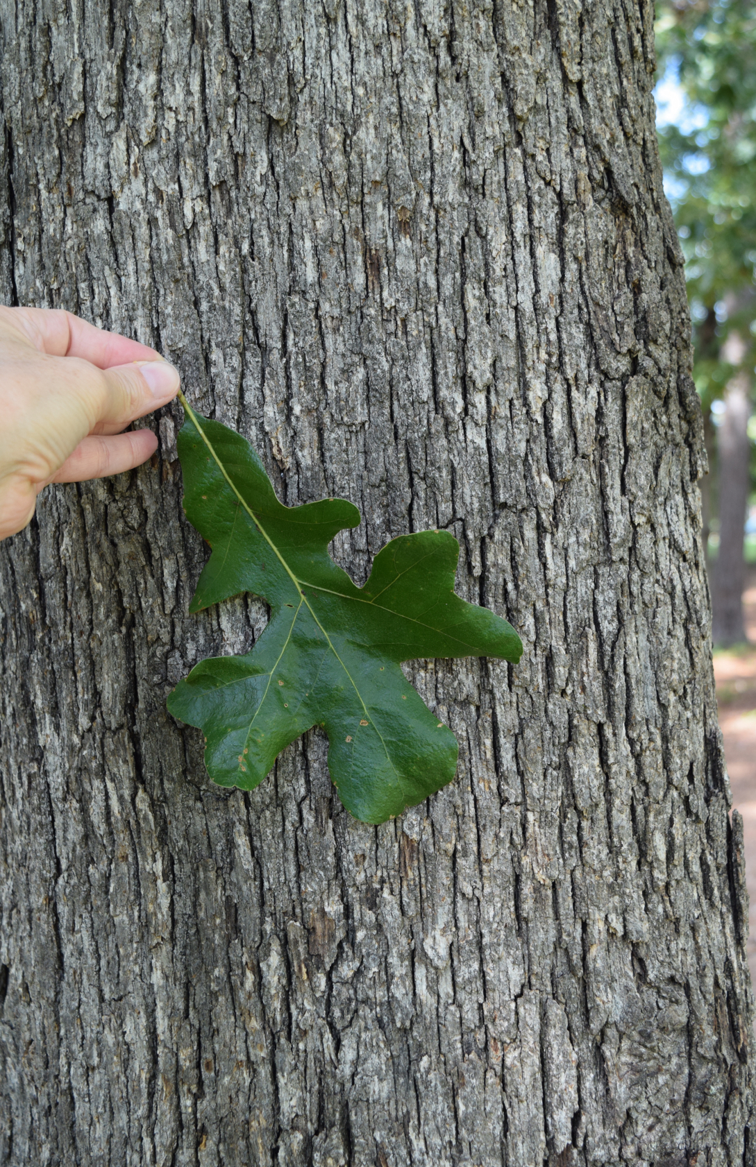 <p>post oak </p>