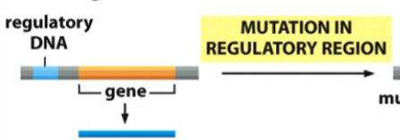 <p>genetic innovation (result) of mutation in a regulatory region</p>