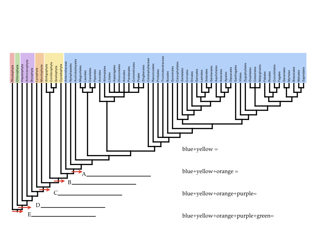 <p><span>What is the name for the taxa comprised of the blue, yellow, orange, and purple groups?</span></p>